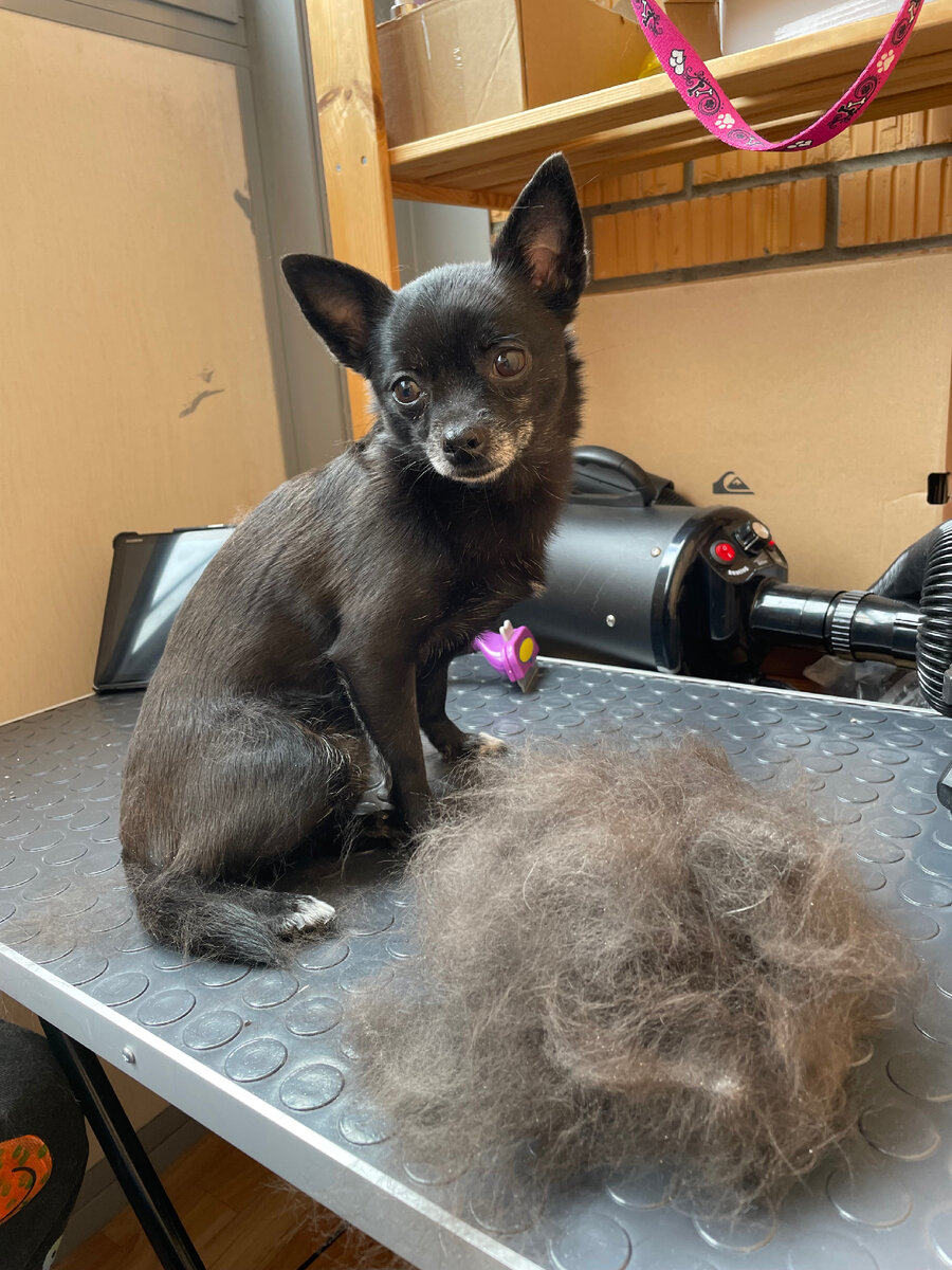 Чихуашка и её шерсть