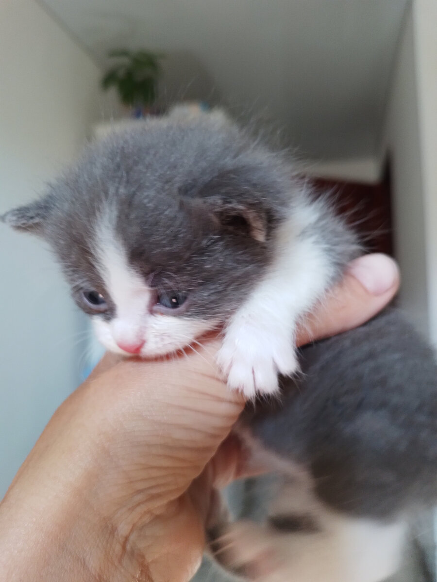 Первое фото нашей "находки"