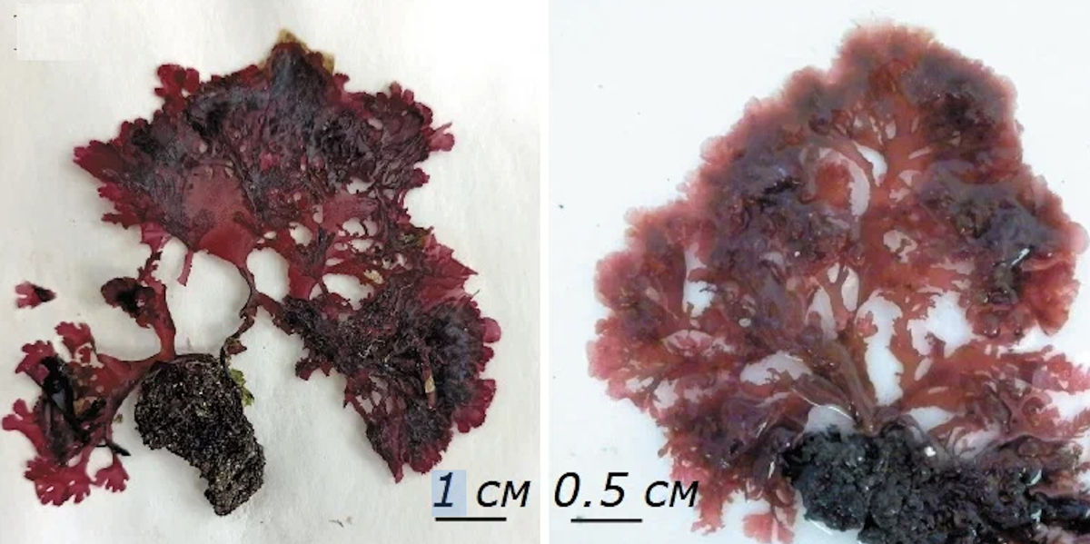     Callophyllis selivanovae / Пресс-служба Национального научного центра морской биологии им. А.В. Жирмунского