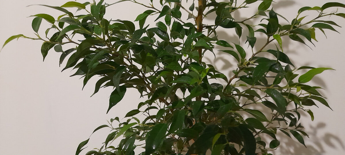 Фикус каучуконосный, Эластика (Ficus elastica) - описание, виды, фото, уход, пер