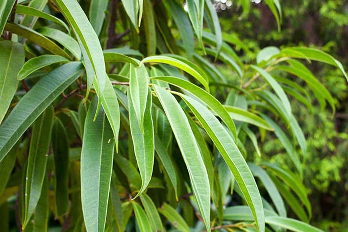 Фикус биннендийка амстел кинг. Фикус амстел кинг. Дерево с удлиненными листьями. Ива гибридная «шверина улучшенная». Фикус бенджамина с узкими листьями.