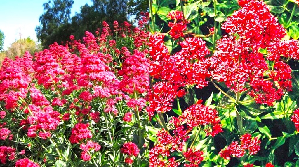 самый широкий участок