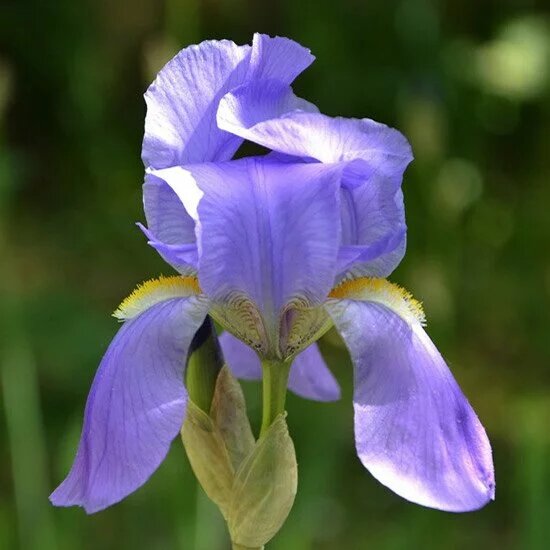 Фото: SpellSmell.ru