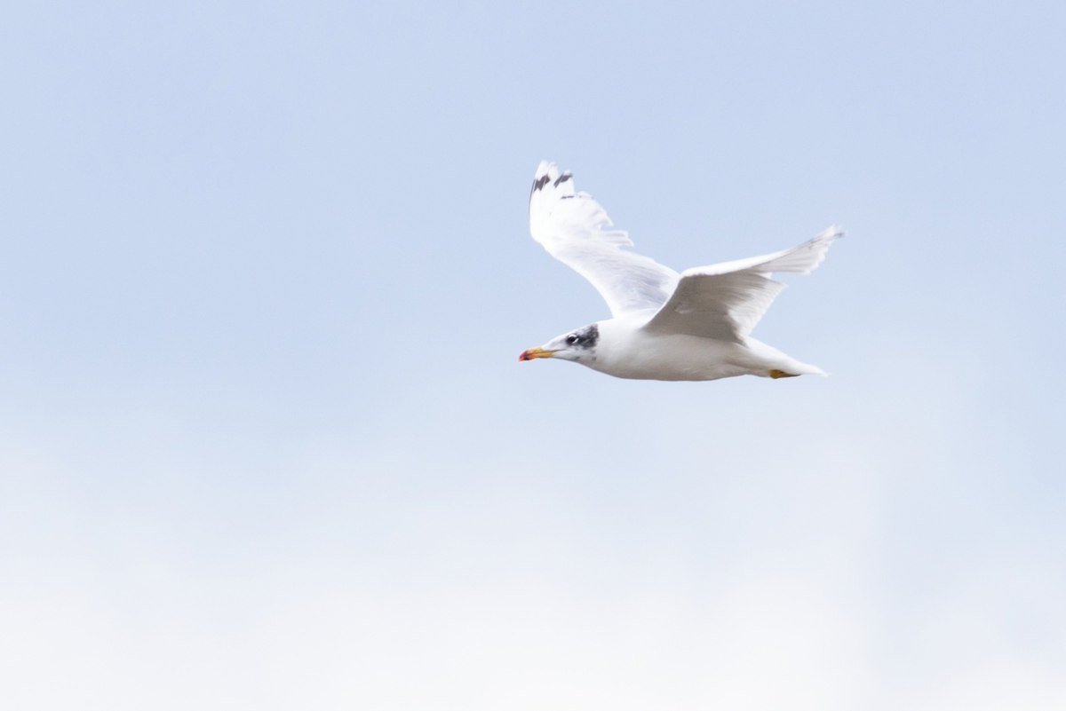 Черноголовый хохотун (Larus ichthyaetus)