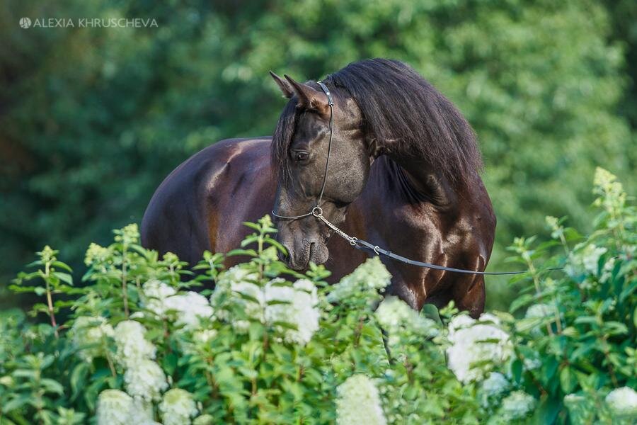 На фото «страшный» жеребец, вставший на путь истинный.
