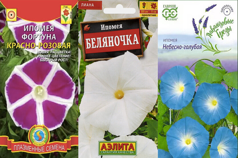Фото: semena.ru