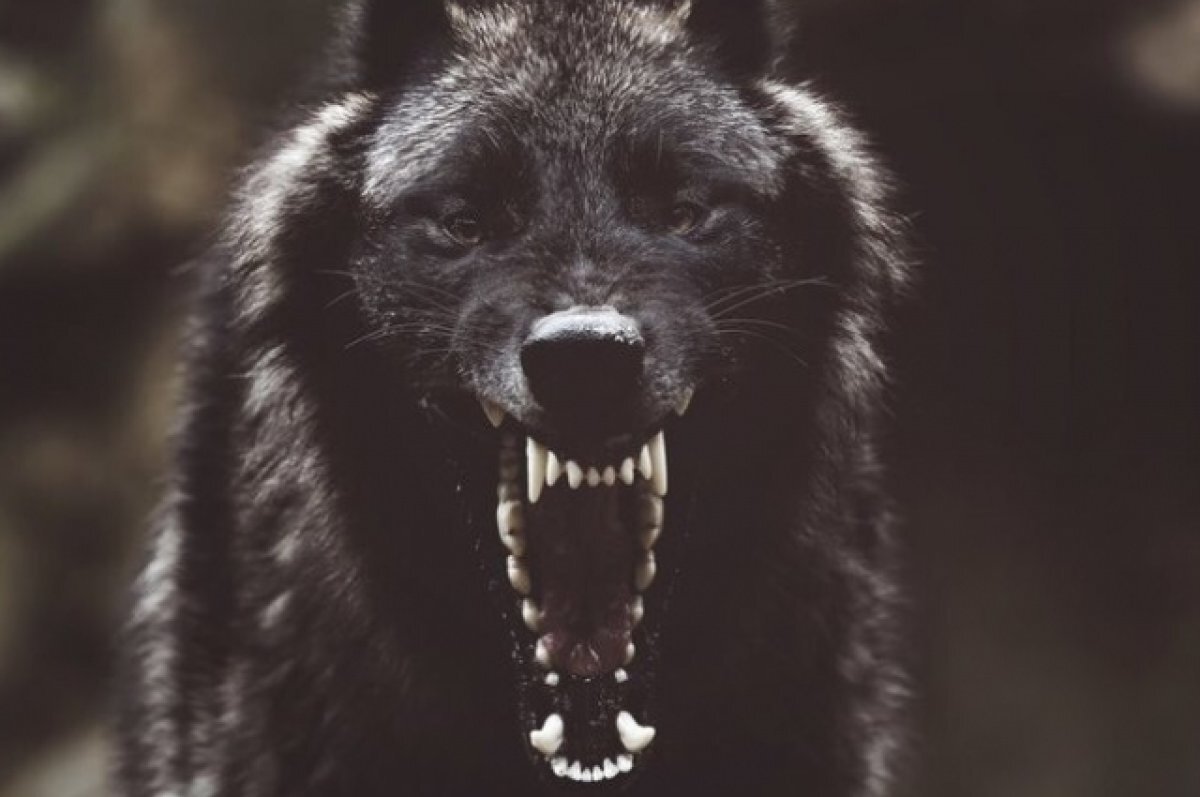    Экс-главе УЖКХ в Ухте вынесли приговор по делу о нападениях стай собак