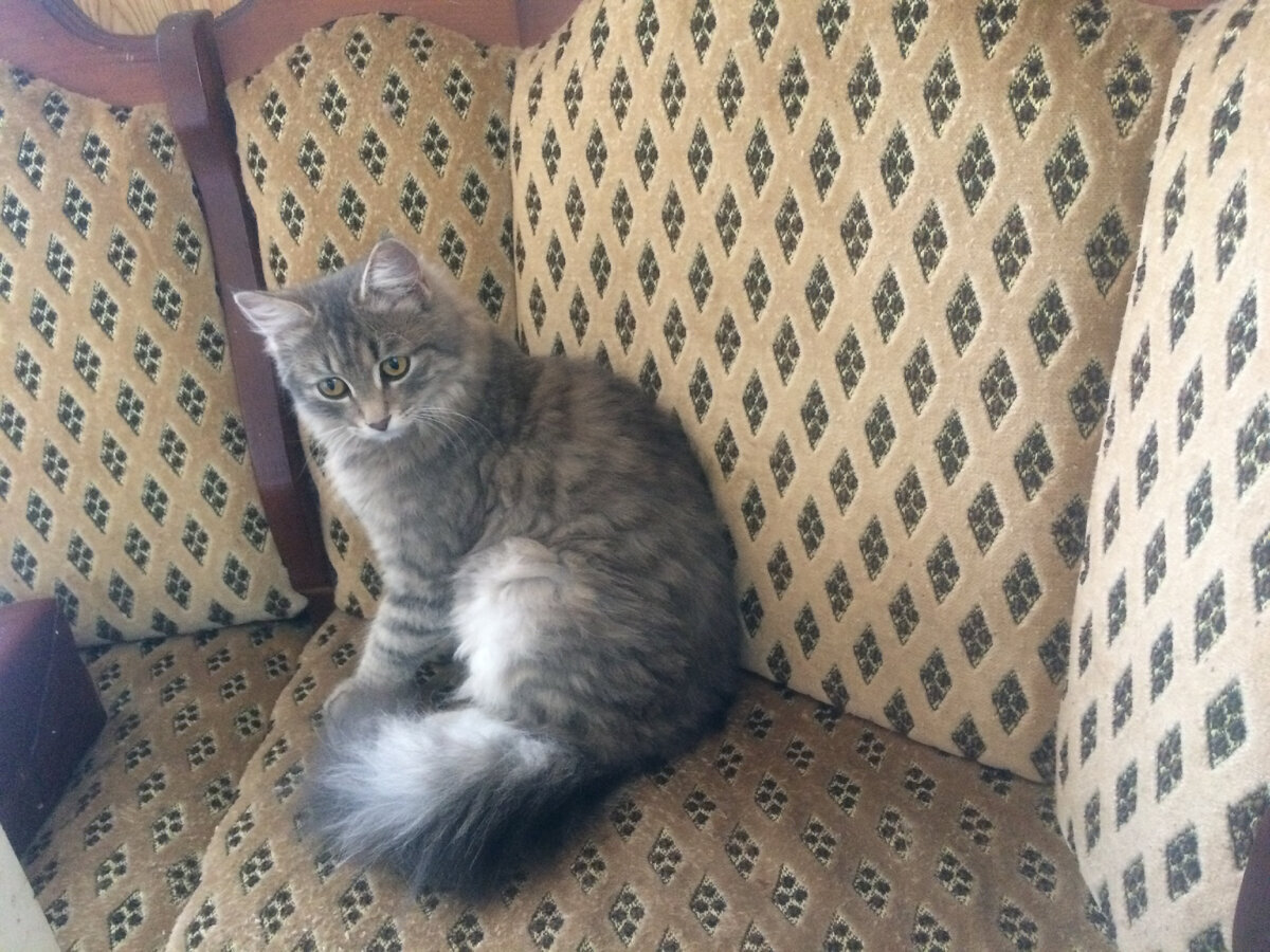 Кассандра в ожидании - нам сегодня дадут поесть?