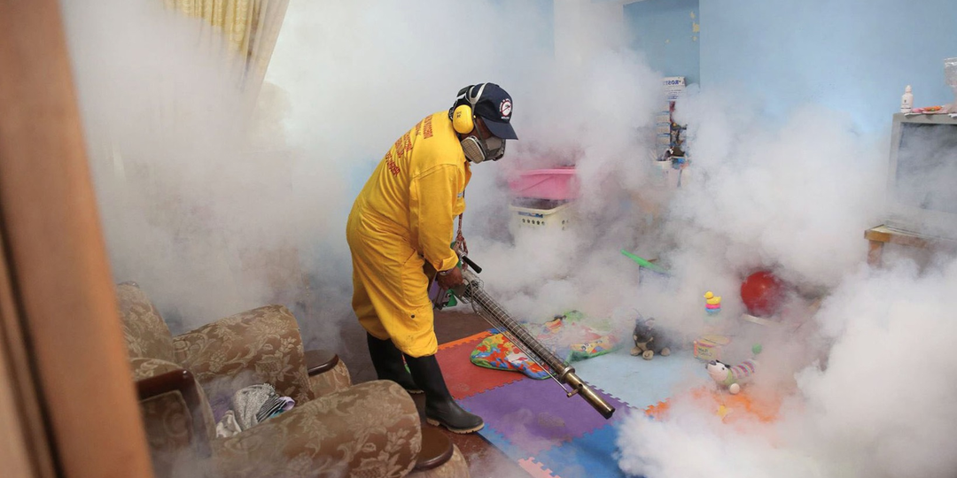 Почему тараканы возвращаются, даже если дома стерильная чистота?