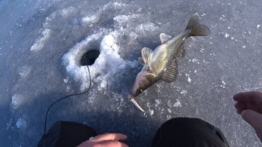 Судак на волге. Зимняя ловля судака на чебоксарском водохранилище. Судак на волге. Рыбалка на большого судака. Судак на джиг.