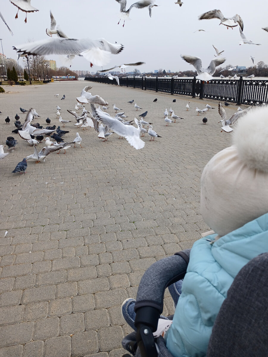 Голуби и чайки