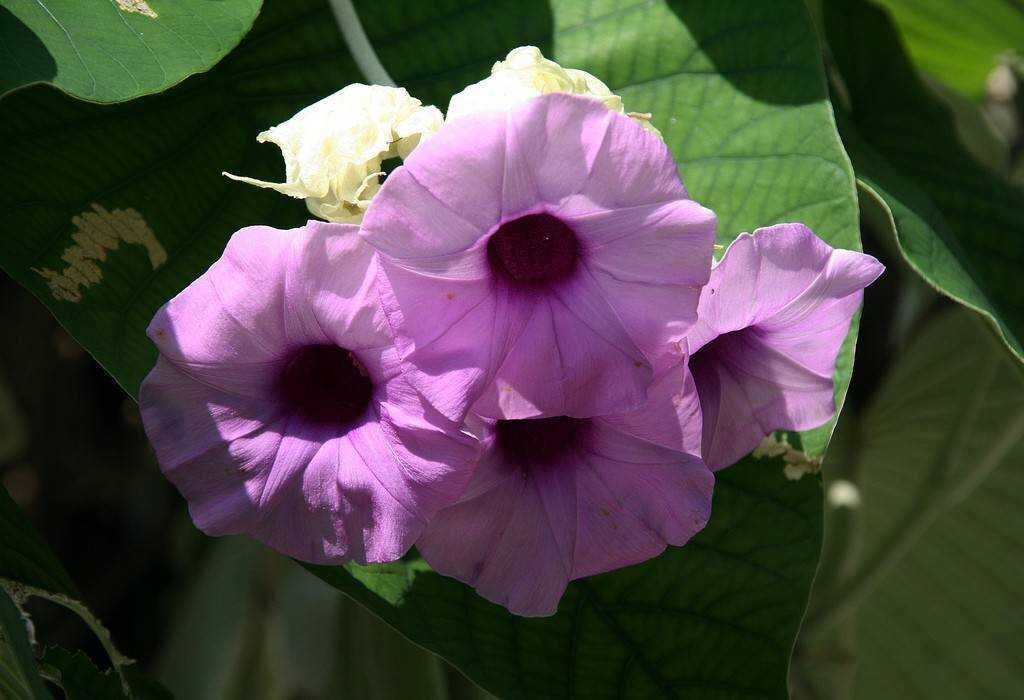 включи новые растения. включи новые растения. включи новые растения. ростки зелени. росток плодоносный иосиф росток.