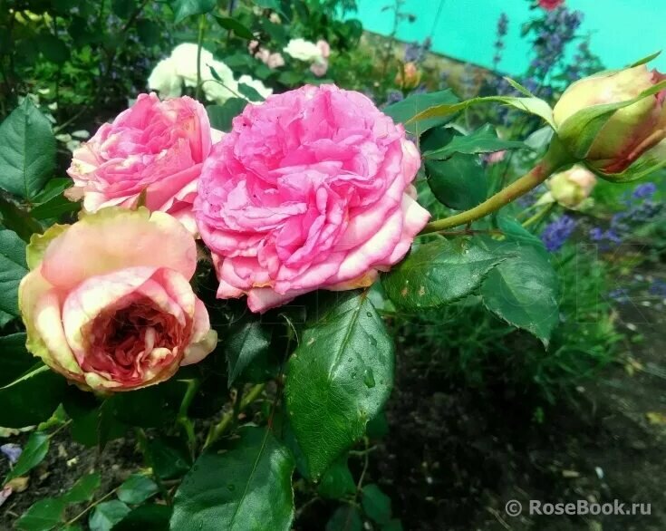 Сорт розы питахайя. Сорт розы питахайя. Сорт розы питахайя. Сорт розы питахайя. Сорт розы питахайя.