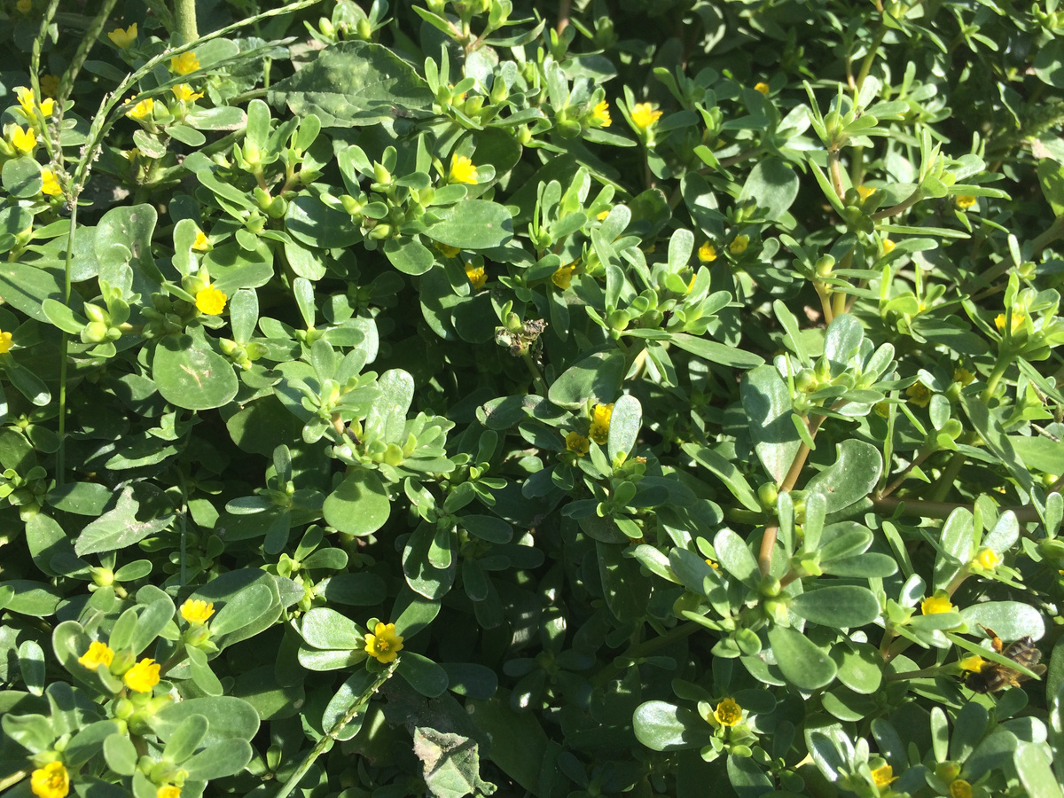 Портулак огородный.