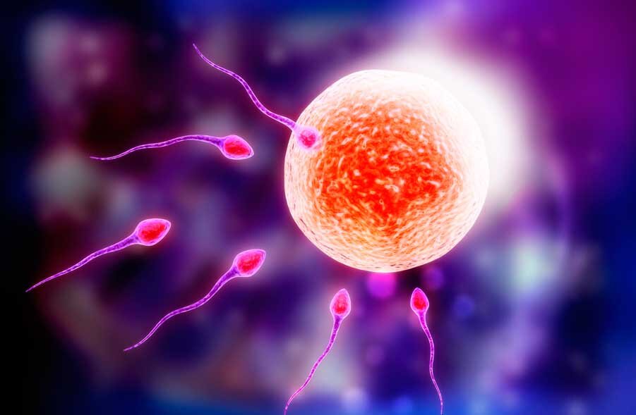 оплодотворенная яйцеклетка. может ли яйцеклетка оплодотворить яйцеклетку. стадии развития оплодотворения яйцеклетки. может ли яйцеклетка оплодотворить яйцеклетку. процесс в оплодотворенной яйцеклетке.