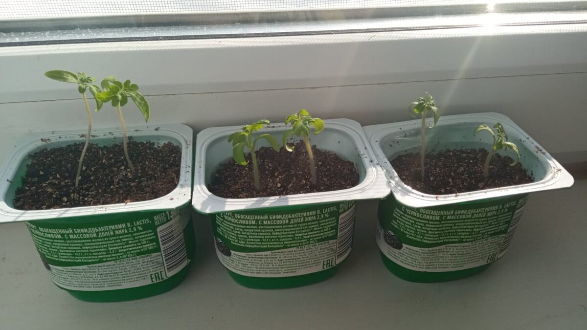 Рассада комнатных томатиков. Фото сделано 2-ого марта