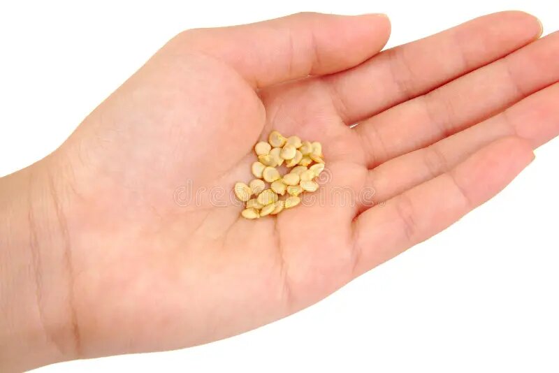 Семена перца на ладони, фото для обложки, иллюстрация из сети