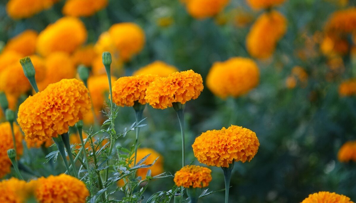 Сирень. Пышным цветом расцвела. Бугенвиллия рододендрон розовая. Бугенвиллия рододендрон розовая. Пышным цветом расцвела.