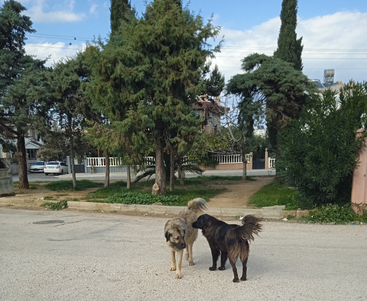 Хвост-Фонтан и Черный