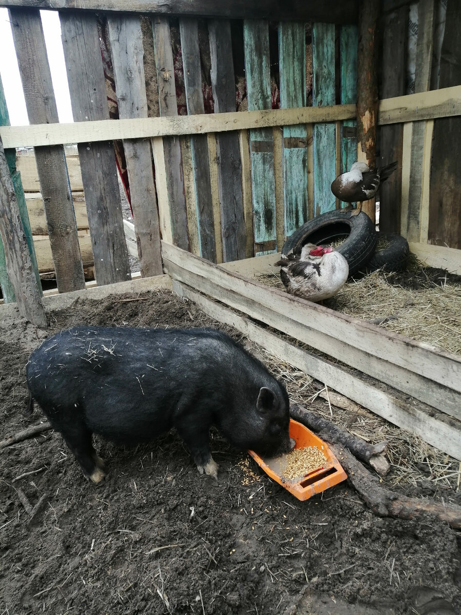 Вьетнамский вислобрюхий поросенок. Опыт новичка. | ( Мысли вслух ) | Дзен