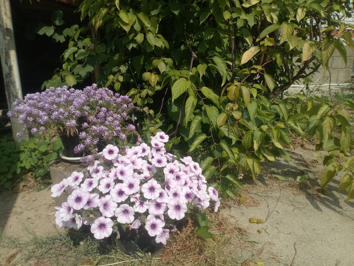 Розовый алиссум и Опера Лилак айс