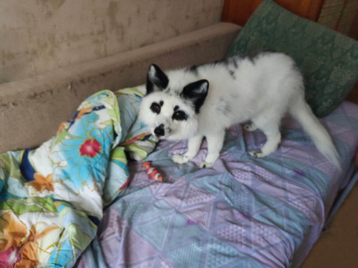 я принёс тебе рыбку - бросай шариться в телефоне и поиграй со мной  