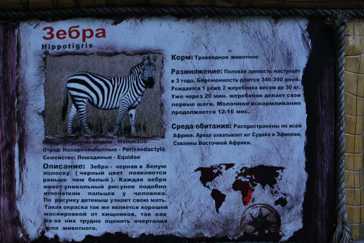 Краснодарский Сафари-парк, зебра