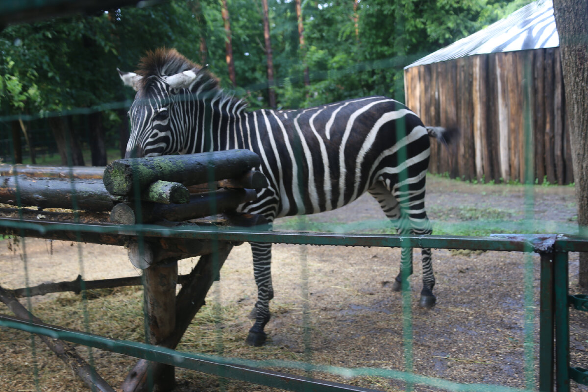 Краснодарский Сафари-парк, зебра