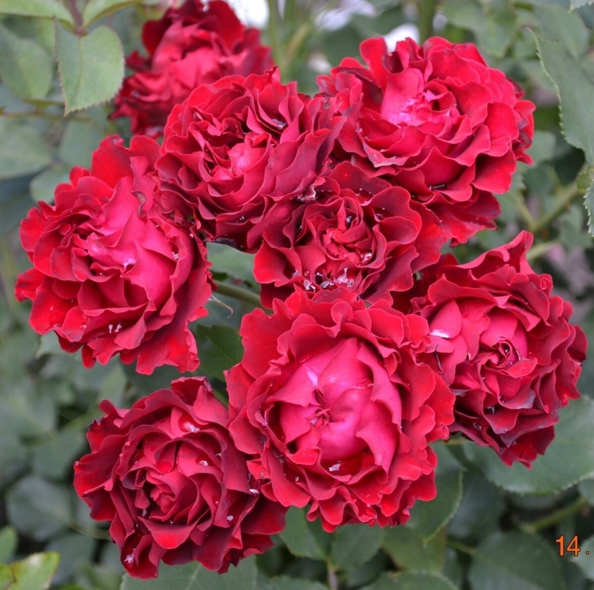 роза  Омаж а Барбара