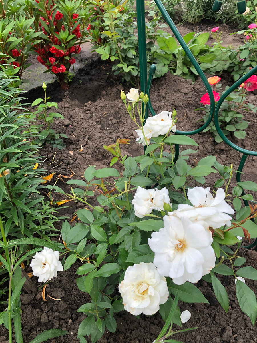 Роза Шнеевитхен, фото автора.