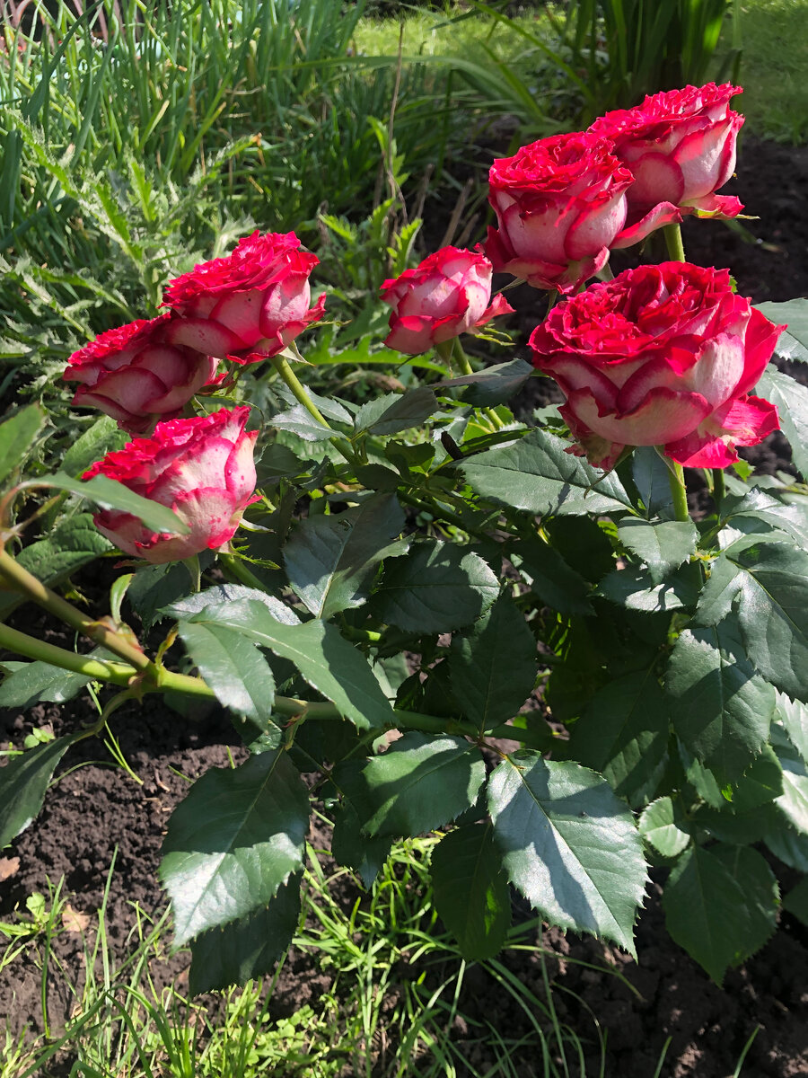 Роза Эсмеральда,фото автора