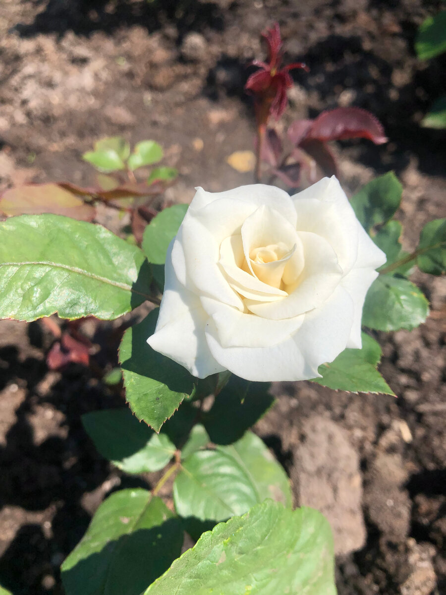 роза, фото автора.