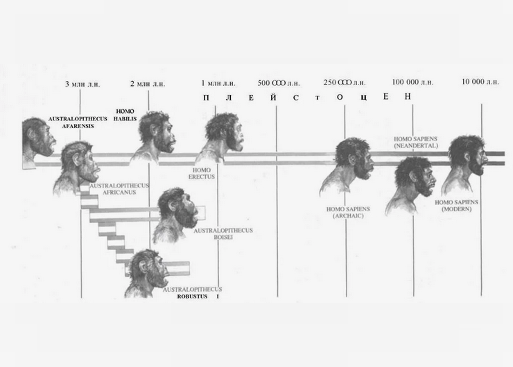 Источник: https://sparklogic.ru | До наших дней дожил лишь один вид – Человек разумный (Homo sapiens). Но что произошло со всеми остальными видами и куда они делись? На тему происхождения человека среди учёных возникает множество споров, но в одном все сходятся: все представители человеческого рода произошли от прямоходящих обезьяноподобных существ, обитавших на африканском континенте около 6 млн лет назад (листайте галерею изображений)