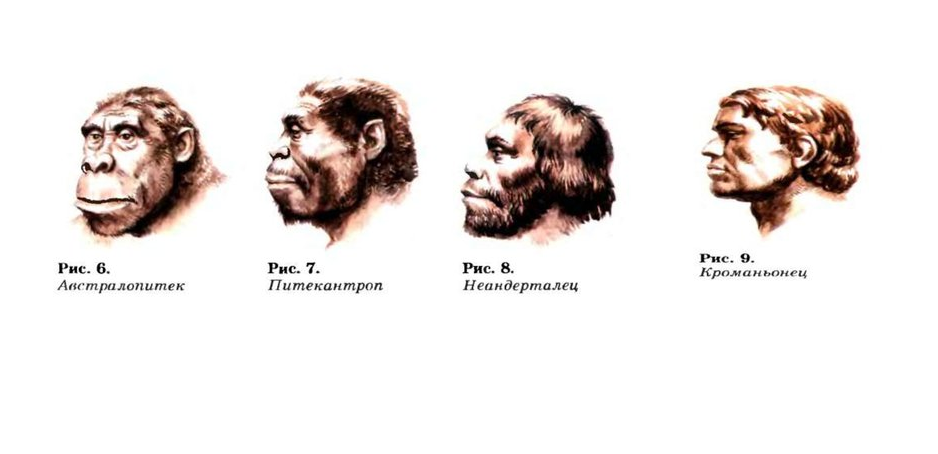 Источник: ppt-online.org | Лишь один предок для всего многообразия видов, из которых выжил только 1 вид – мы. При этом все виды были так или иначе похожи друг на друга. А ещё всего лишь 100 тыс. лет назад на планете жили сразу 2 вида людей: человек разумный и неандеральцы. Последний кстати полностью исчез примерно 30-50 тыс. лет назад. Но в гонке по выживанию и адаптации всё же сильнее оказался именно Homo sapiens