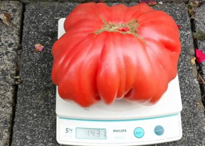 Откармливаю свои помидоры на убой, как поросят