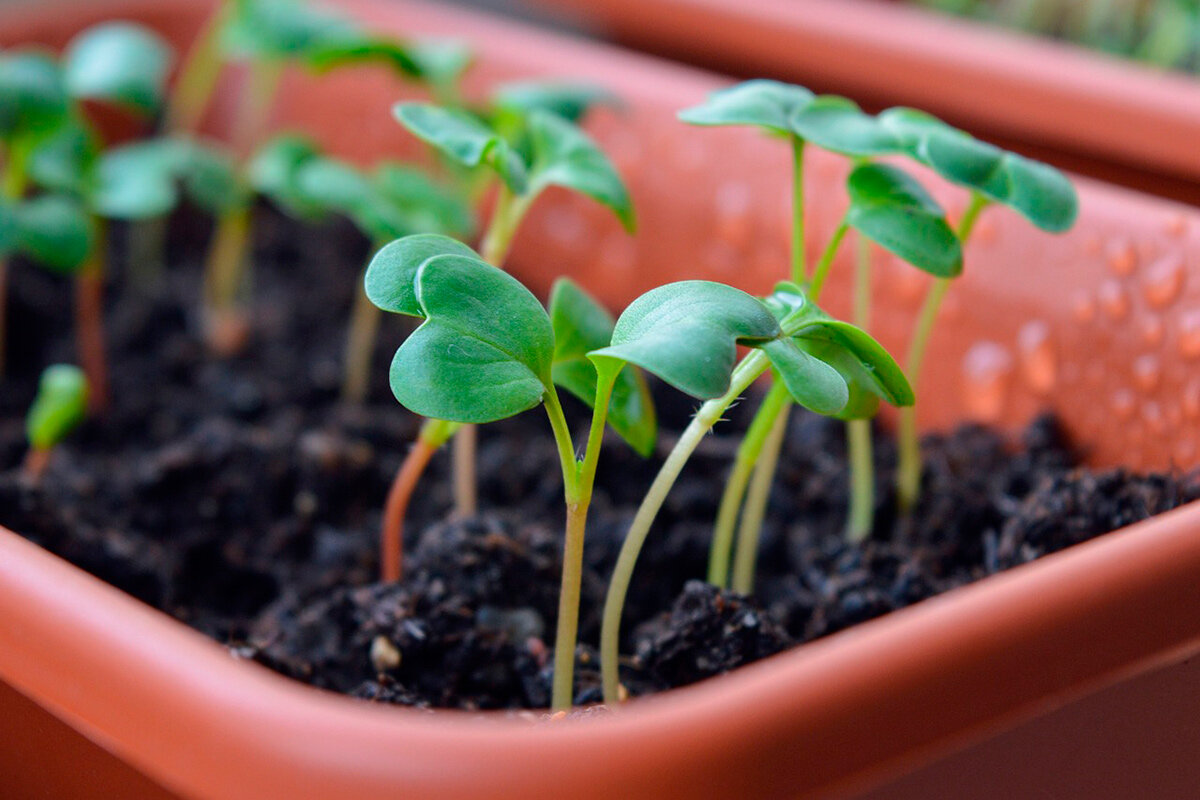    Фото: AKuptsova / Pixabay.com