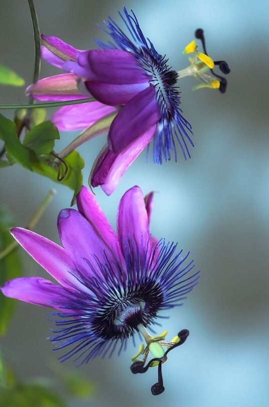 Картинка найдена на просторах интернета, ссылка: https://yandex.ru/images/search?from=tabbar&img_url=https%3A%2F%2Fpibig.info%2Fuploads%2Fposts%2F2022-03%2F1646357292_11-pibig-info-p-tsveti-neobichnoi-krasoti-tsveti-krasivo-f-11.jpg&lr=103814&p=2&pos=25&rpt=simage&text=%D1%8D%D0%BA%D0%B7%D0%BE%D1%82%D0%B8%D1%87%D0%B5%D1%81%D0%BA%D0%B8%D0%B5%20%D1%86%D0%B2%D0%B5%D1%82%D1%8B%20%D1%84%D0%B8%D0%BE%D0%BB%D0%B5%D1%82%D0%BE%D0%B2%D1%8B%D0%B5%20%D1%80%D0%BE%D0%B7%D0%BE%D0%B2%D1%8B%D0%B5%20%D0%BA%D1%80%D1%83%D0%BF%D0%BD%D1%8B%D0%BC%20%D0%BF%D0%BB%D0%B0%D0%BD%D0%BE%D0%BC%20%D1%84%D0%BE%D1%82%D0%BE