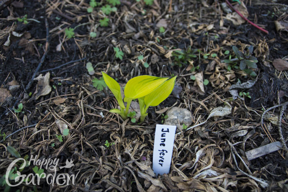 хоста June Fever