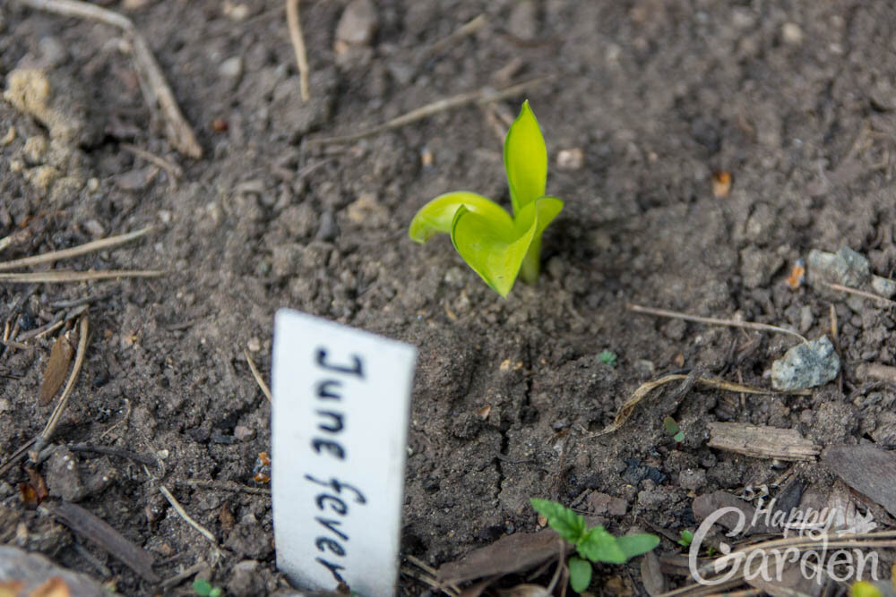 хоста June Fever