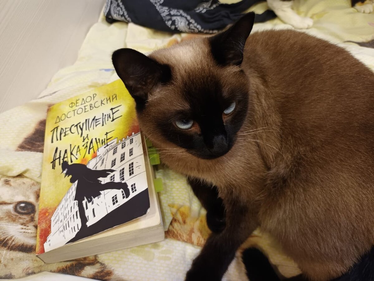 Не Бегемот. И даже не кот, а кошечка, но какой кадр.