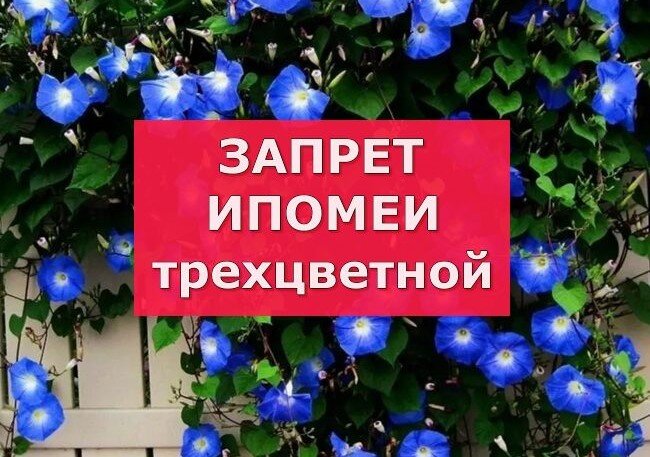 Источник фото https://www.google.ru/