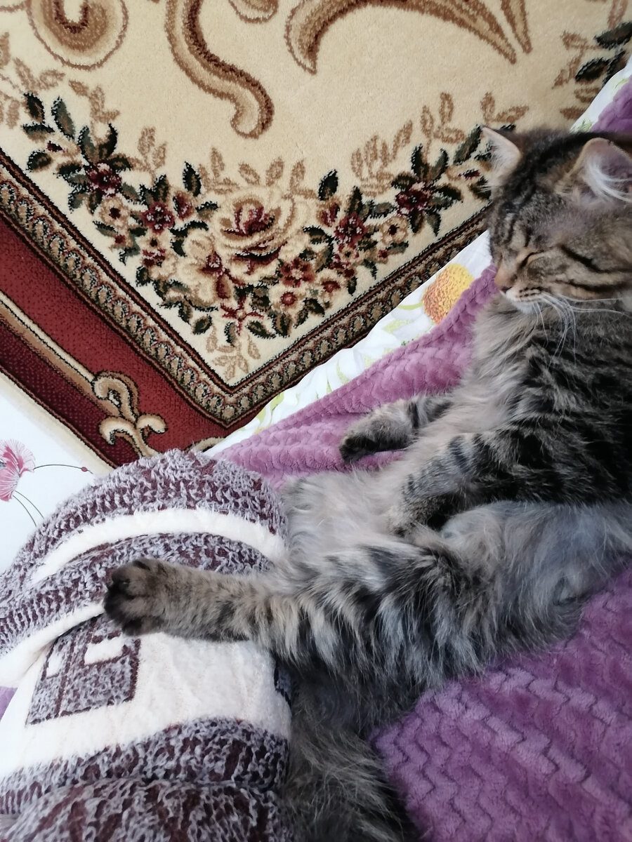 Хорошо дома🐱