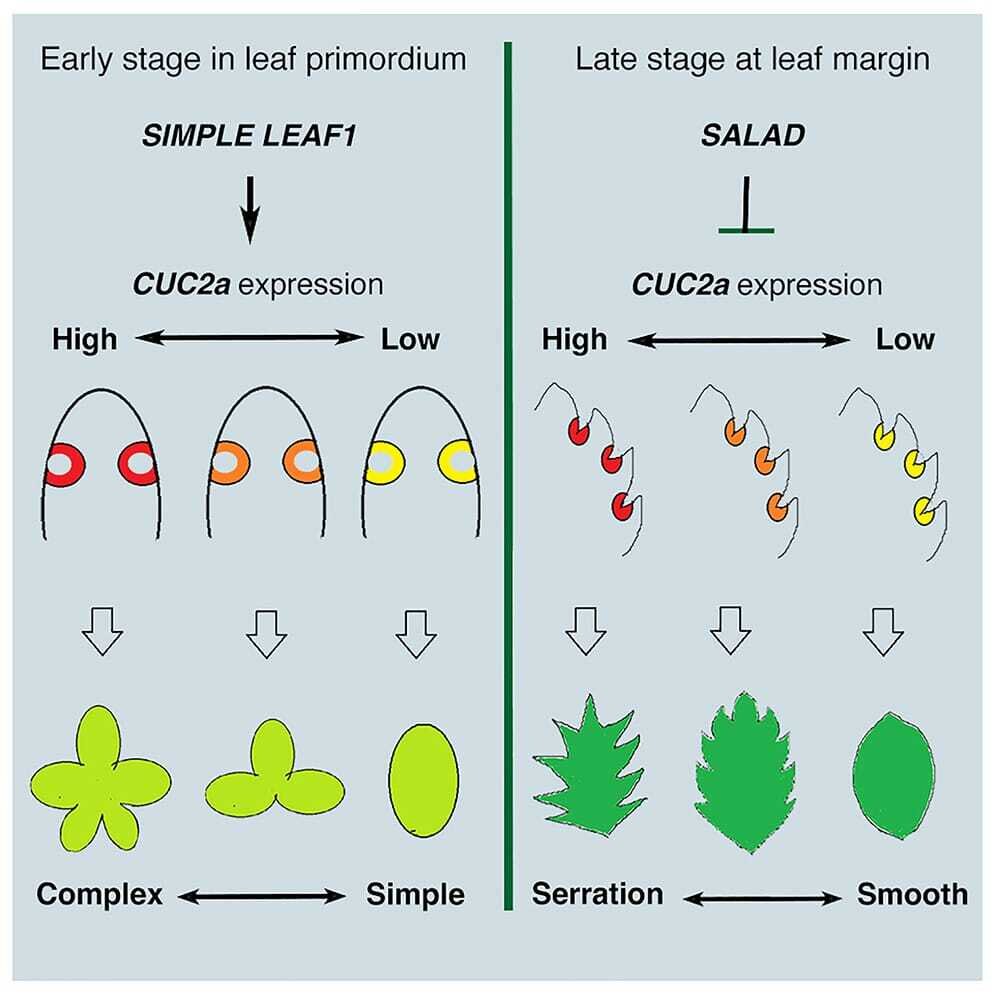   Xi Luo et al, Current Biology (2024)