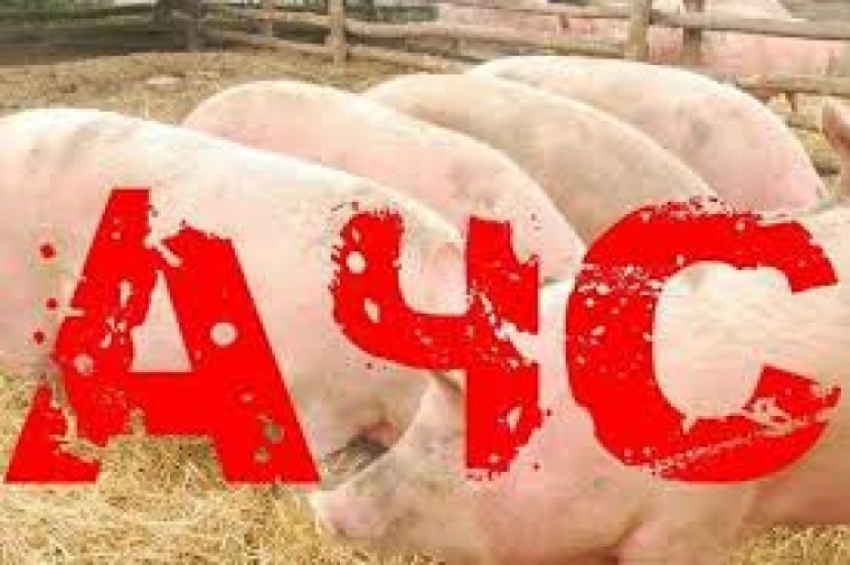    Африканскую чуму свиней нашли в сельском поселении в Ростовской области