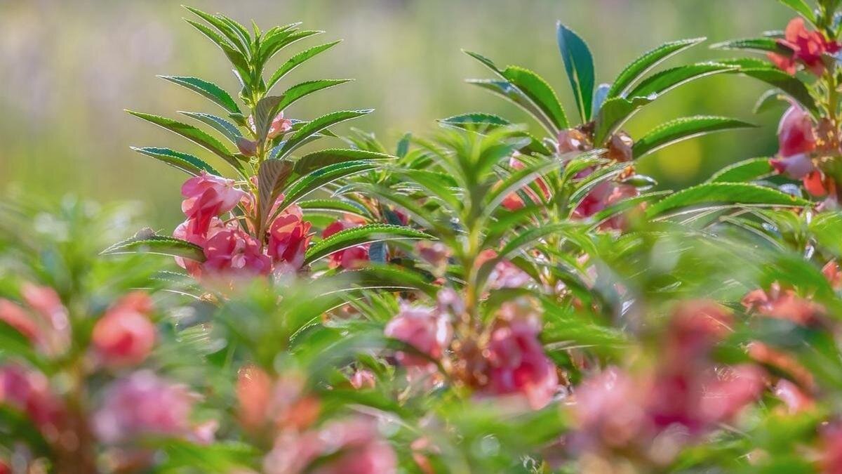    Бальзамин садовый цветет на клумбе розовыми цветками:Pixabay