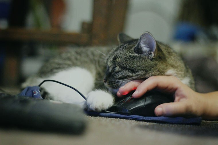 компьютерная кошь