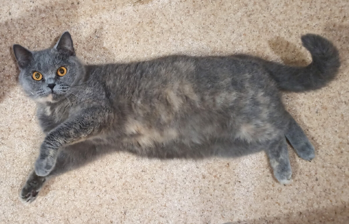 Красотка Сулико когда-то была домашней, пока хозяева не наигрались не не выкинули на улицу. Всё лето девочка бродила по посёлку, а неравнодушные люди искали её хозяев, но понятно не признался никто. Так СУЛИКО попала в приют.