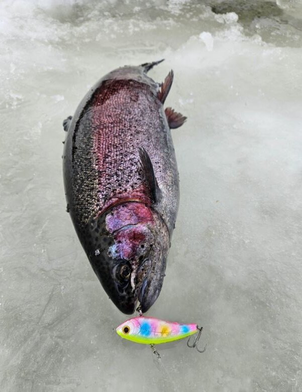 на ладоге сбежала форель. ловля садковой форели. на ладоге сбежала форель. на ладоге сбежала форель. ладожская форель карелия.