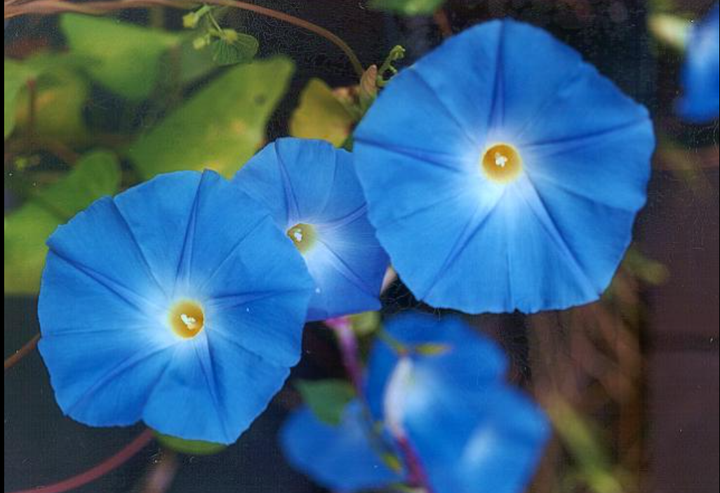 Ипомея трехцветная (растение вида Ipomoea tricolor)