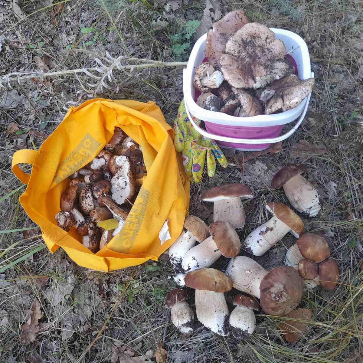 грибы мытые. очистка грибов. чистка грибов. мытье грибов. промывание маринованных грибов.